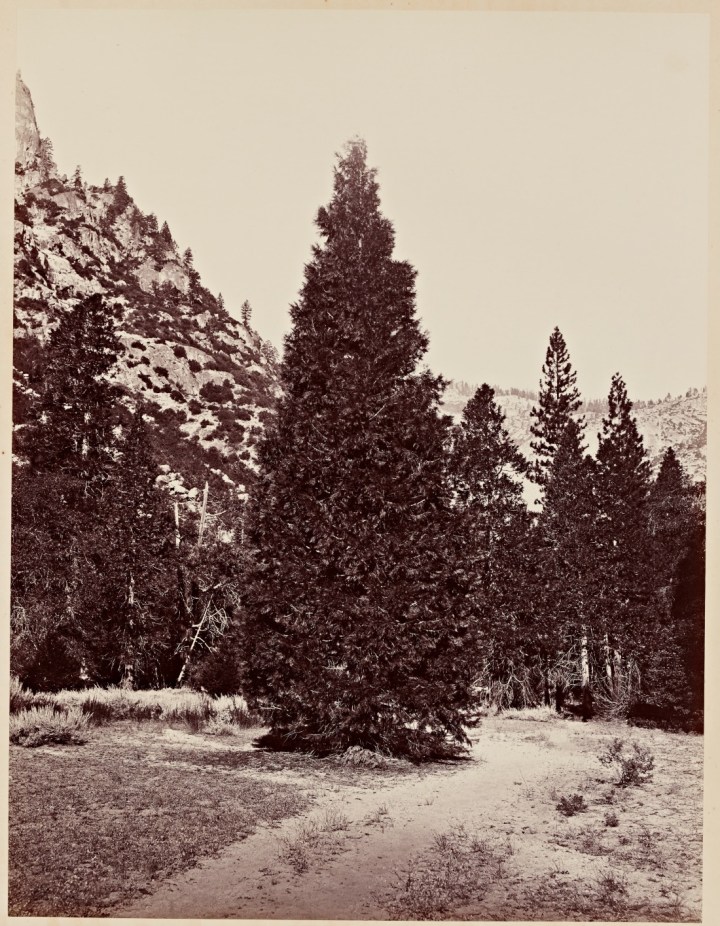 1 CEW, Douglas Fir (Librocedrus decurrens), Yosemite, 1865-66, SUL 1100