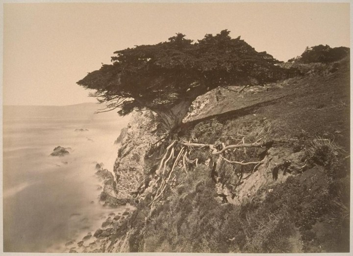 15 CEW, Cypress at Point Lobos, Monterey County, ca. 1882-85, PAHMA