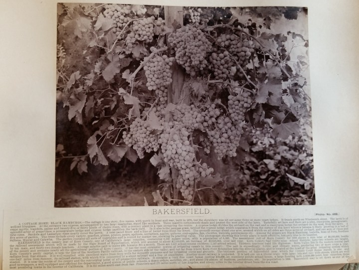 15a CEW, Bakersfield, ca. 1887-88, unidentified collection 1500.jpg