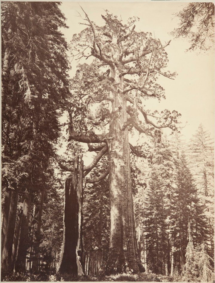 2 CEW, The Grizzly Giant, 1865-66, CSL 1100