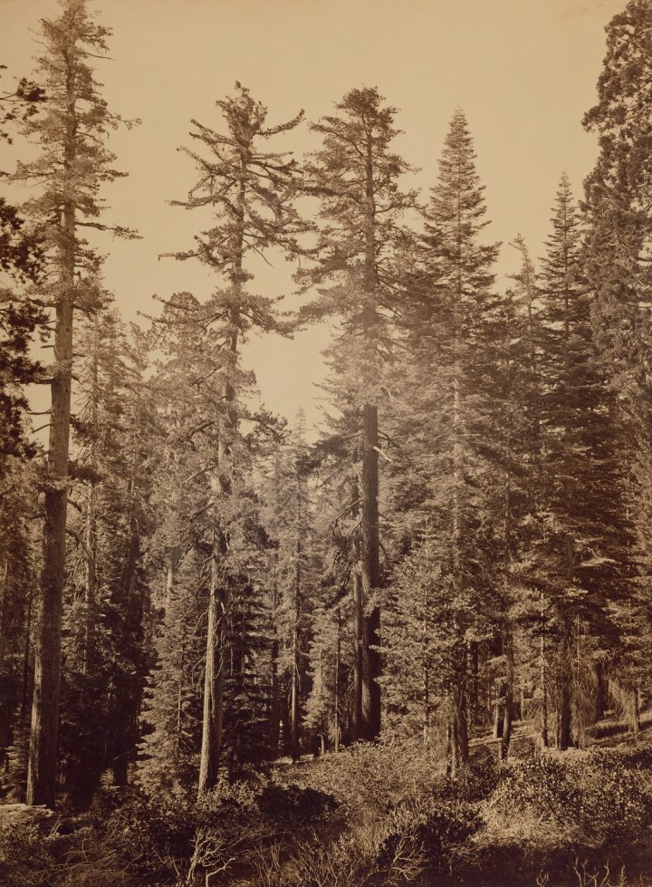 3 CEW, Sugar Pines near Yosemite Valley (Pinus lambertiana), 1865-66, JPGM 1100