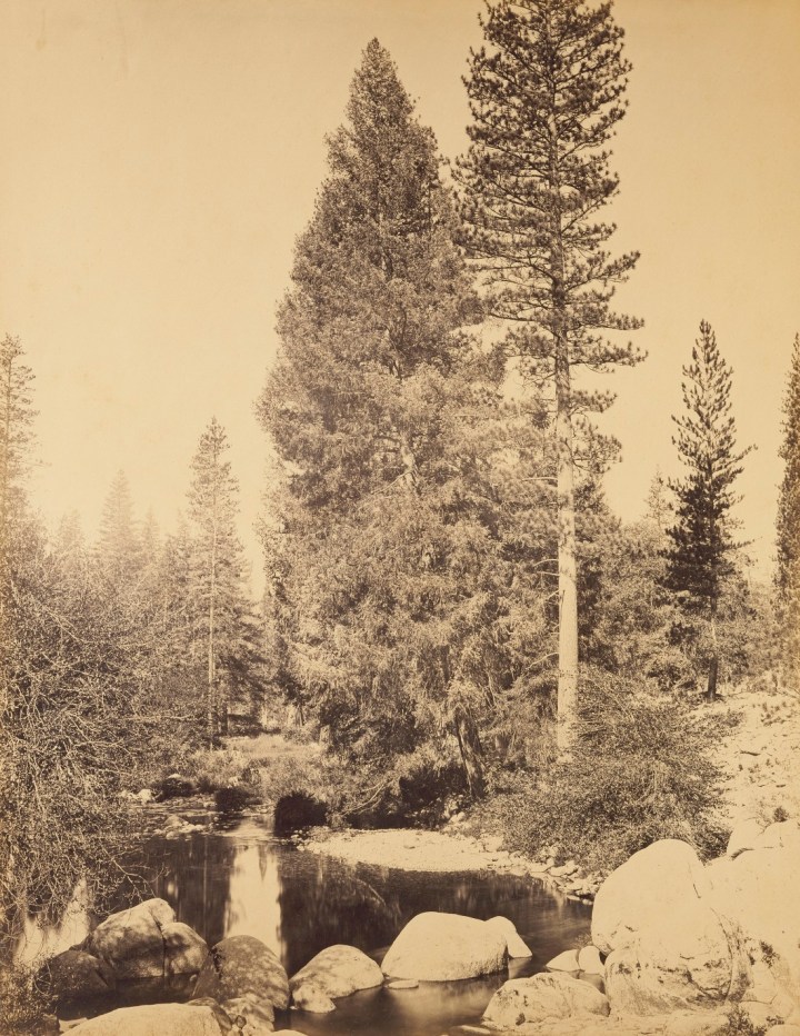 4 CEW, Douglas Fir (Librocedrus decurrens) and Ponderosa Pine (Pinus ponderosa) at Clark's, Yosemite, 1865-66, JPGM 1100