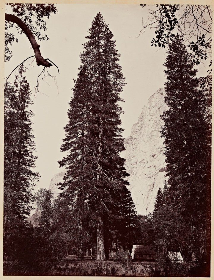 5 CEW, Ponderosa Pine (Pinus ponderosa), Yosemite, 1865-66, SUL 1150