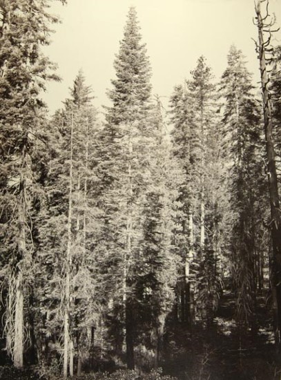 7 CEW, Amabilis Fir, Mariposa Grove, Yosemite, 1865-66, MFAH