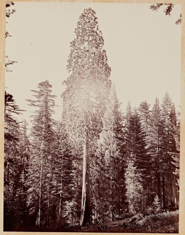9 CEW, A Perfect Tree (Sequoia gigantea), Mariposa Grove, Yosemite, 1865-66, SUL 1200
