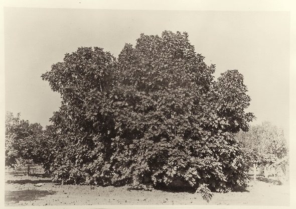 Carleton Watkins, Fig Tree, Tejon Ranch, ca. 1887-89, HEH.jpg